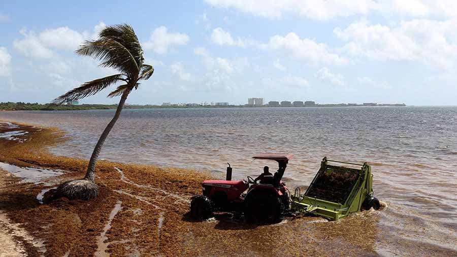 Seaweed Solutions: The Promising Role of Seaweed in the Caribbean in 2025