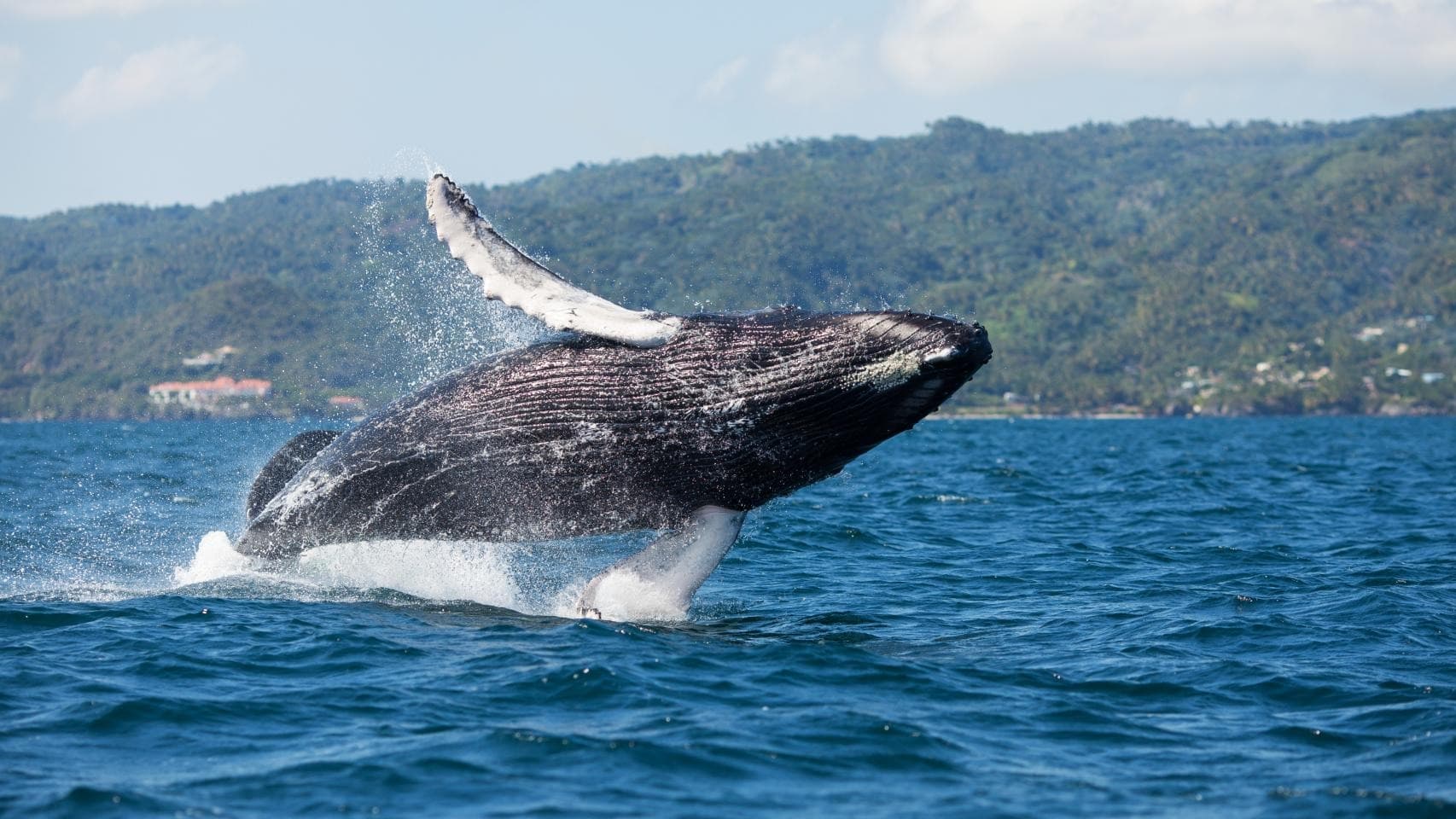 Whale Watching by Bus + Waterfall El Limon